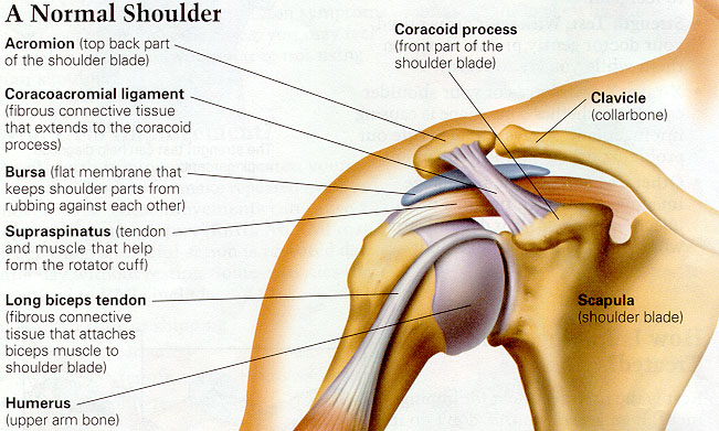 Bicep Muscle Pain